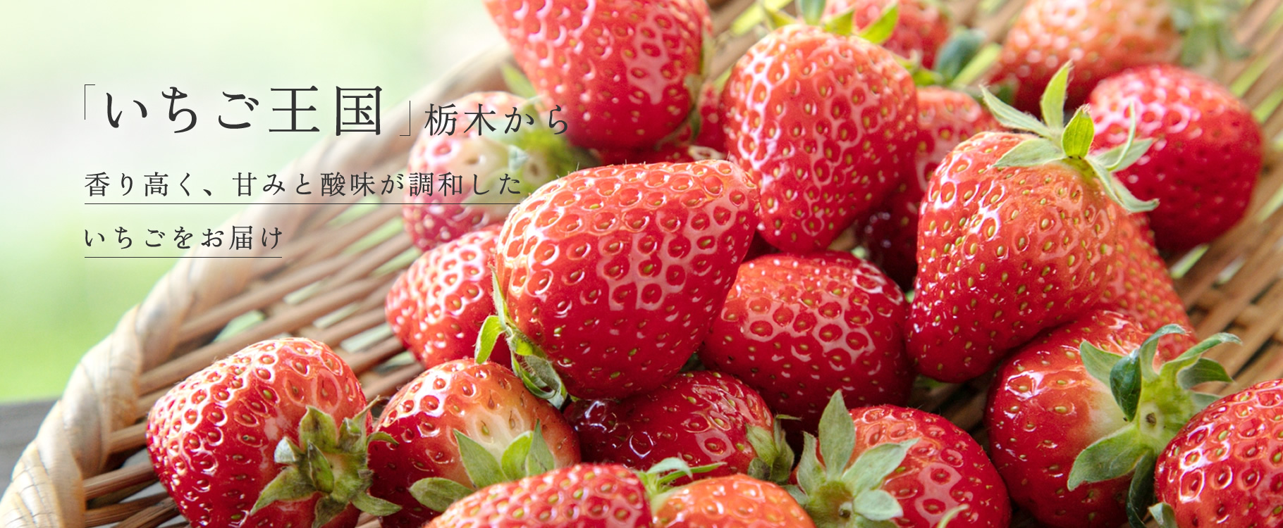 「いちご王国」栃木から香り高く、甘みと酸味が調和したいちごをお届け