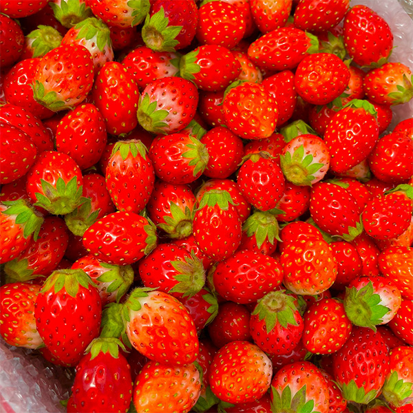 とちおとめ　3箱（3kg）